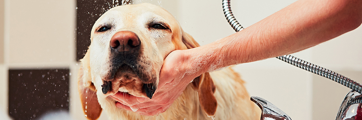 Pet showers